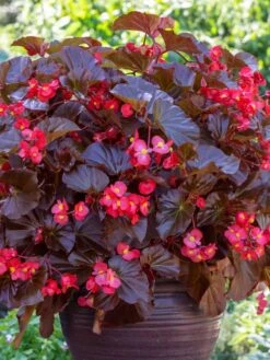 Begonia, Viking XL Red On Chocolate -Organic Plants Sales prod600073 main 1 1