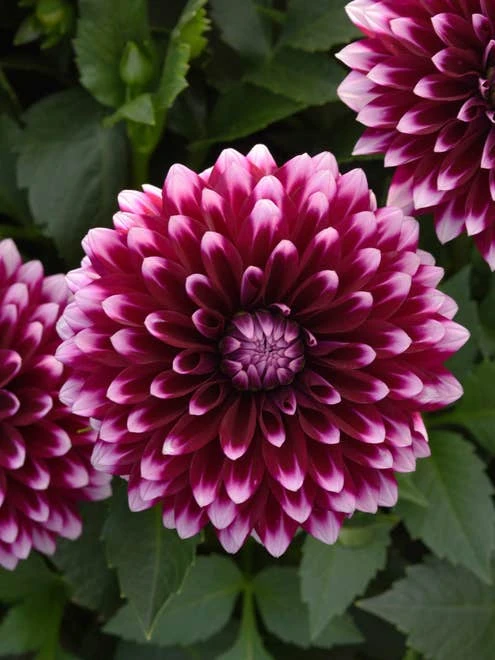 Dahlia, Dalya Purple & White 2 Dahlia, Dalya Purple & White - Image 2