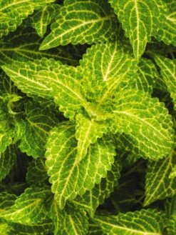 Coleus, Electric Lime