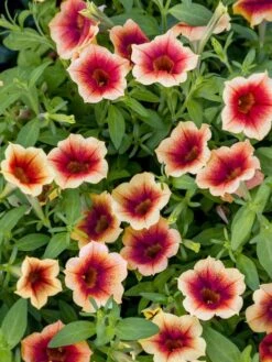 Petunia, Fun House Peach Melba -Organic Plants Sales prod600081 alt1 1 1