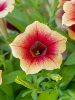 Petunia, Fun House Peach Melba -Organic Plants Sales prod600081 alt2 1 1
