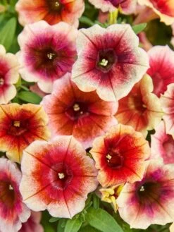 Petunia, Fun House Peach Melba -Organic Plants Sales prod600081 main 1 1