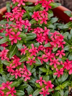 Vinca, Soiree Kawaii Red Shades