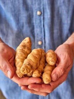 Potato, Makah Ozette -Organic Plants Sales prod600148 alt1 1