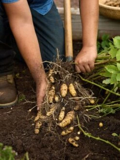 Potato, Makah Ozette -Organic Plants Sales prod600148 alt2 1