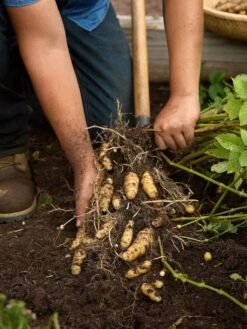 Potato, Makah Ozette -Organic Plants Sales prod600148 alt2