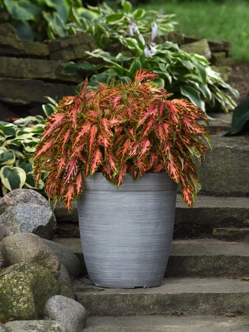 Coleus, Coral Candy 4 Coleus, Coral Candy - Image 4