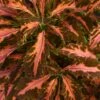 Coleus, Coral Candy