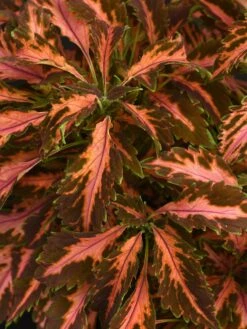 Coleus, Coral Candy