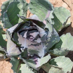 Express Red Cabbage Seeds (Organic) -Organic Plants Sales red express 001 1 1