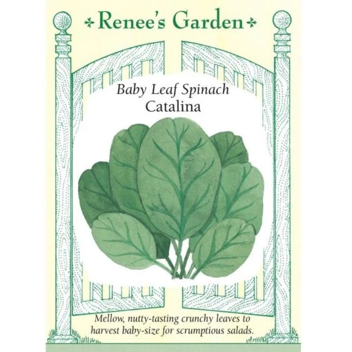 Renee's Garden Spinach Baby Leaf Catalina -Organic Plants Sales renee s garden spinach baby leaf catalina