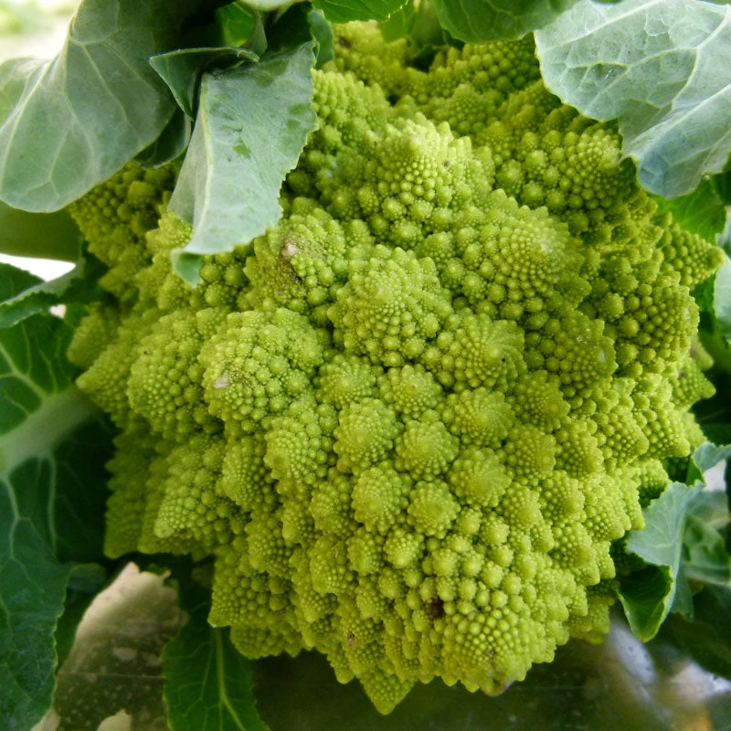 Romanesco Broccoli Seeds (Organic) 2 Romanesco Broccoli Seeds (Organic) - Image 2