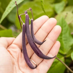 Royalty Purple Pod Bush Bean Seeds (Organic) -Organic Plants Sales royalty purple pod 9 1 1
