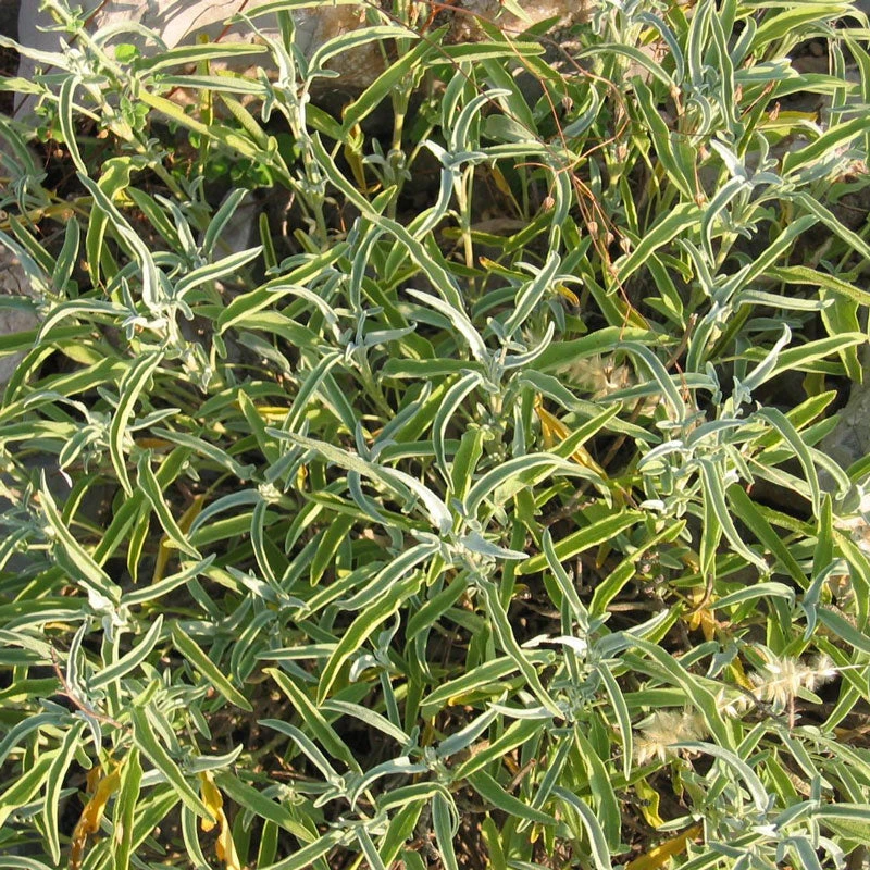 Organic Sage 2 Organic Sage - Image 2