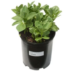 Broad Windsor Fava Bean Seeds (Organic) -Organic Plants Sales scl705a 1