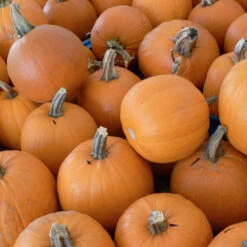 Small Sugar Pumpkin Seeds (Organic) -Organic Plants Sales small sugar