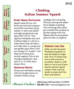 Renee's Garden Squash Summer Climbing Trombetta Di Albinga (Heirloom) 5 Renee's Garden Squash Summer Climbing Trombetta Di Albinga (Heirloom) -Organic Plants Sales snv4050 pb