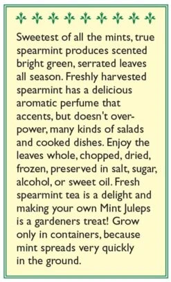 Renee's Garden Spearmint Italian (Heirloom) -Organic Plants Sales snv4226 b