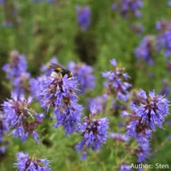 Strictly Medicinal Organic Hyssop, Official -Organic Plants Sales snv7025b