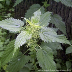 Strictly Medicinal Organic Stinging Nettles -Organic Plants Sales snv7031b