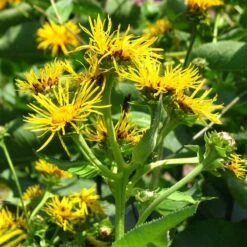 Strictly Medicinal Organic Elecampane, Official 5 Strictly Medicinal Organic Elecampane, Official -Organic Plants Sales snv7044 web