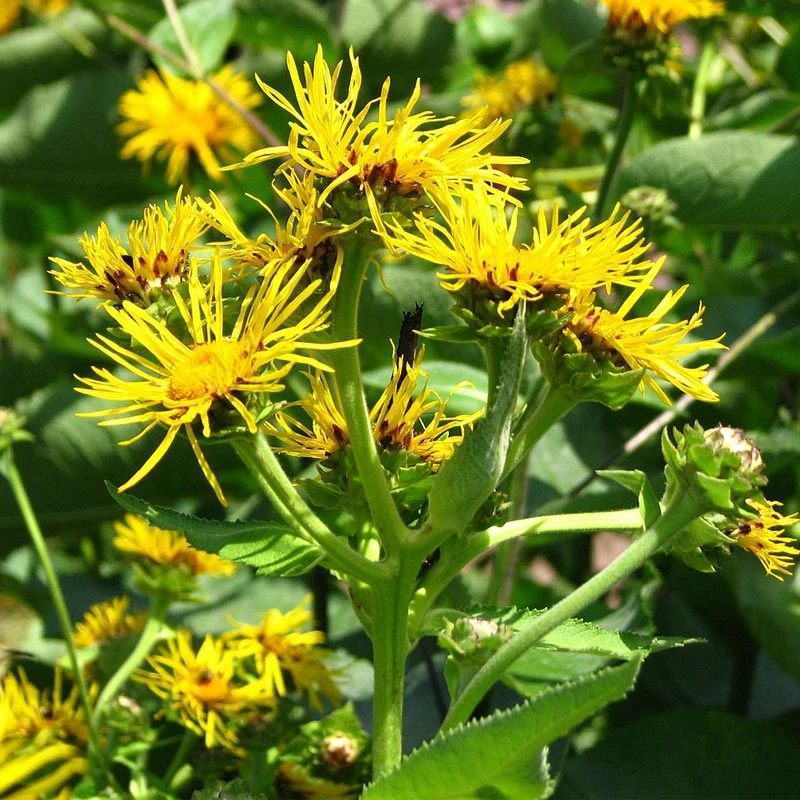 Strictly Medicinal Organic Elecampane, Official 3 Strictly Medicinal Organic Elecampane, Official - Image 3