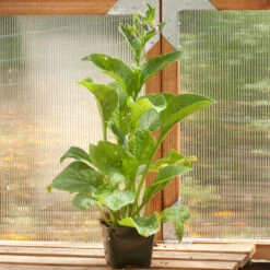 Strictly Medicinal Organic True Comfrey -Organic Plants Sales snv7049 a