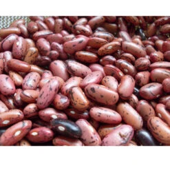 Rosso Di Lucca Bush Bean Seeds (Organic) -Organic Plants Sales snv8009 web3