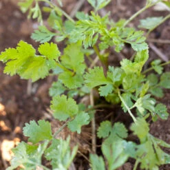 Organic Cilantro -Organic Plants Sales snv8035 a 2