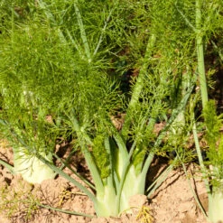 Florence Fennel Seeds (Organic) -Organic Plants Sales snv8057 a 1
