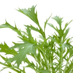 Organic Greens, Mustard Mizuna (1/4 Lb) -Organic Plants Sales snv8062 web 1