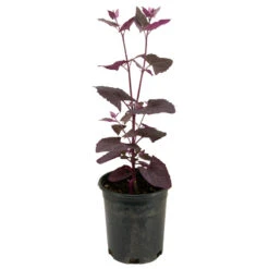 Red Orach Seeds (Organic) 8 Red Orach Seeds (Organic) -Organic Plants Sales snv8064 web2