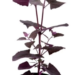 Organic Orach, Red (1 Oz) -Organic Plants Sales snv8064 web 1