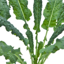 Organic Kale, Lacinato (1/4 Lb) 5 Organic Kale, Lacinato (1/4 Lb) -Organic Plants Sales snv8067 web 1