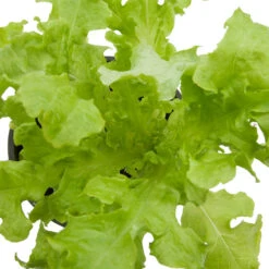 Green Salad Bowl Lettuce Seeds (Organic) -Organic Plants Sales snv8092 web 1
