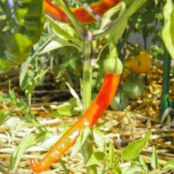 Hot Cayenne Slim Pepper Seeds (Organic) -Organic Plants Sales snv8119