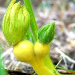 Big Max Pumpkin Seeds (Organic) -Organic Plants Sales snv8136 baby 1