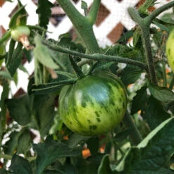 Green Zebra Tomato Seeds (Organic) -Organic Plants Sales snv8173 web3