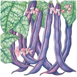 Royalty Purple Pod Bush Bean Seeds (Organic) -Organic Plants Sales snv8208 1