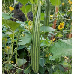 Striped Cucumber Seeds (Organic) -Organic Plants Sales snv8348 1x 39212a0e edb1 460b 86ca c58dcb7a638d