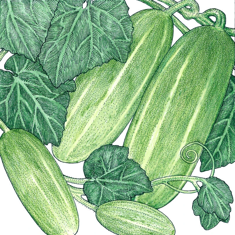 Homemade Pickles Cucumber Seeds (Organic) 2 Homemade Pickles Cucumber Seeds (Organic) - Image 2