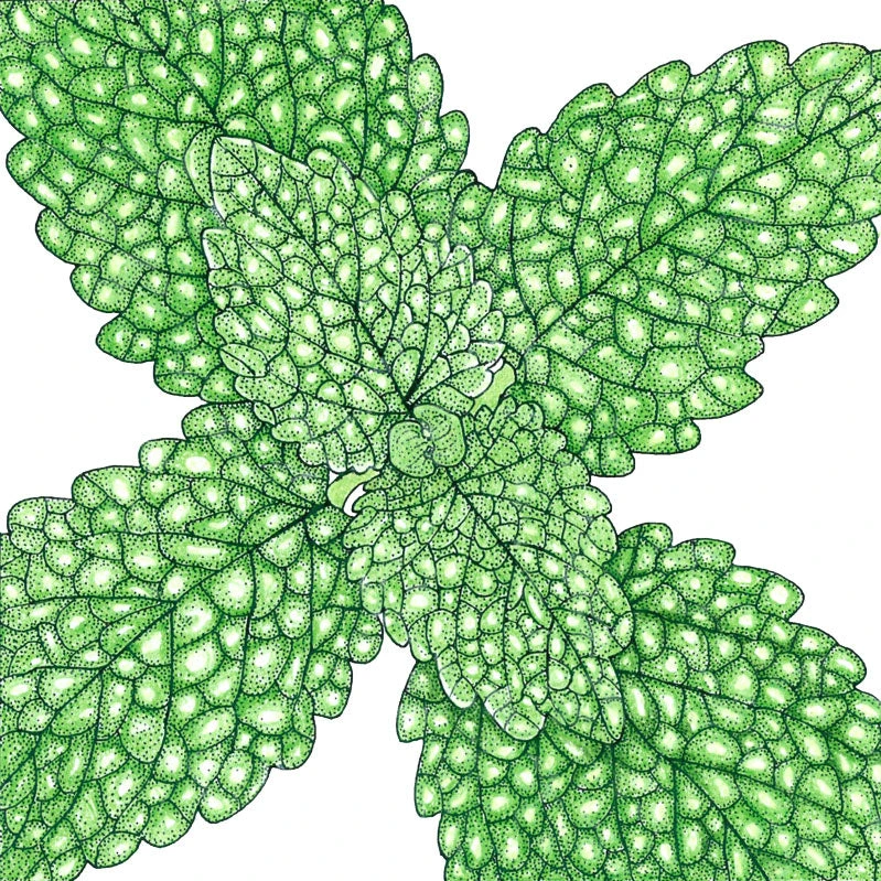 Organic Lemon Balm 2 Organic Lemon Balm - Image 2