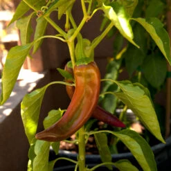 Anaheim Pepper Seeds (Organic) 5 Anaheim Pepper Seeds (Organic) -Organic Plants Sales snv8405 web2