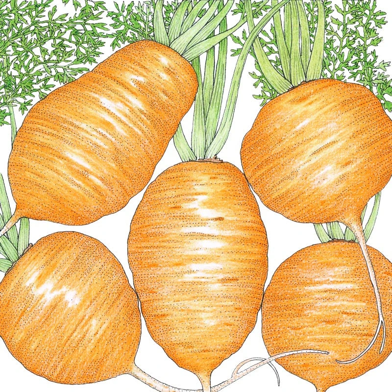 Parisian Carrot Seeds (Organic) 2 Parisian Carrot Seeds (Organic) - Image 2
