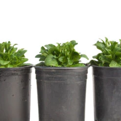 Mache Greens Seeds (Organic) -Organic Plants Sales snv8474 web2