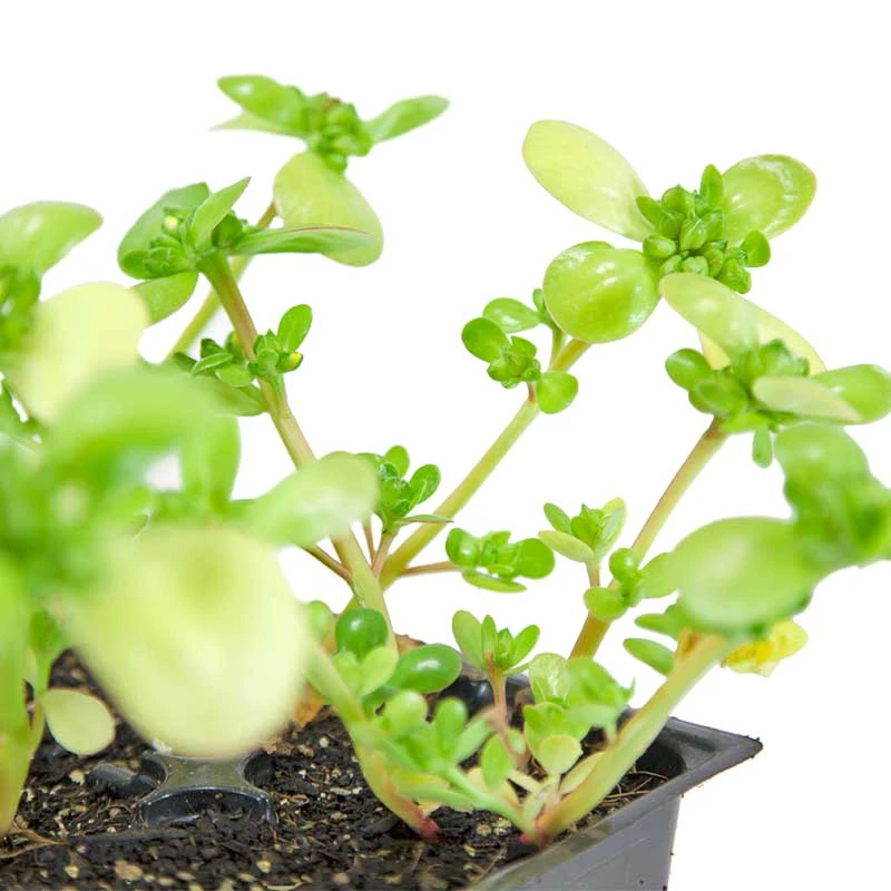 Organic Greens, Purslane (1 Oz) 2 Organic Greens, Purslane (1 Oz) - Image 2