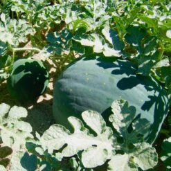 Moon & Stars Watermelon Seeds (Organic) -Organic Plants Sales starmoon watermelon