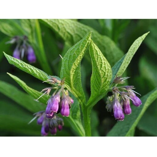 Strictly Medicinal Organic True Comfrey -Organic Plants Sales strictly medicinal organic true comfrey