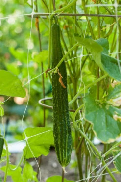 Suyo Long Cucumber Seeds (Organic) -Organic Plants Sales suyo 0002 1 1