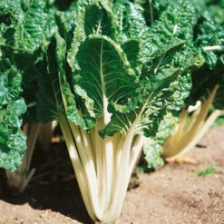 Fordhook Giant Chard Seeds (Organic) -Organic Plants Sales swisschard fordhook